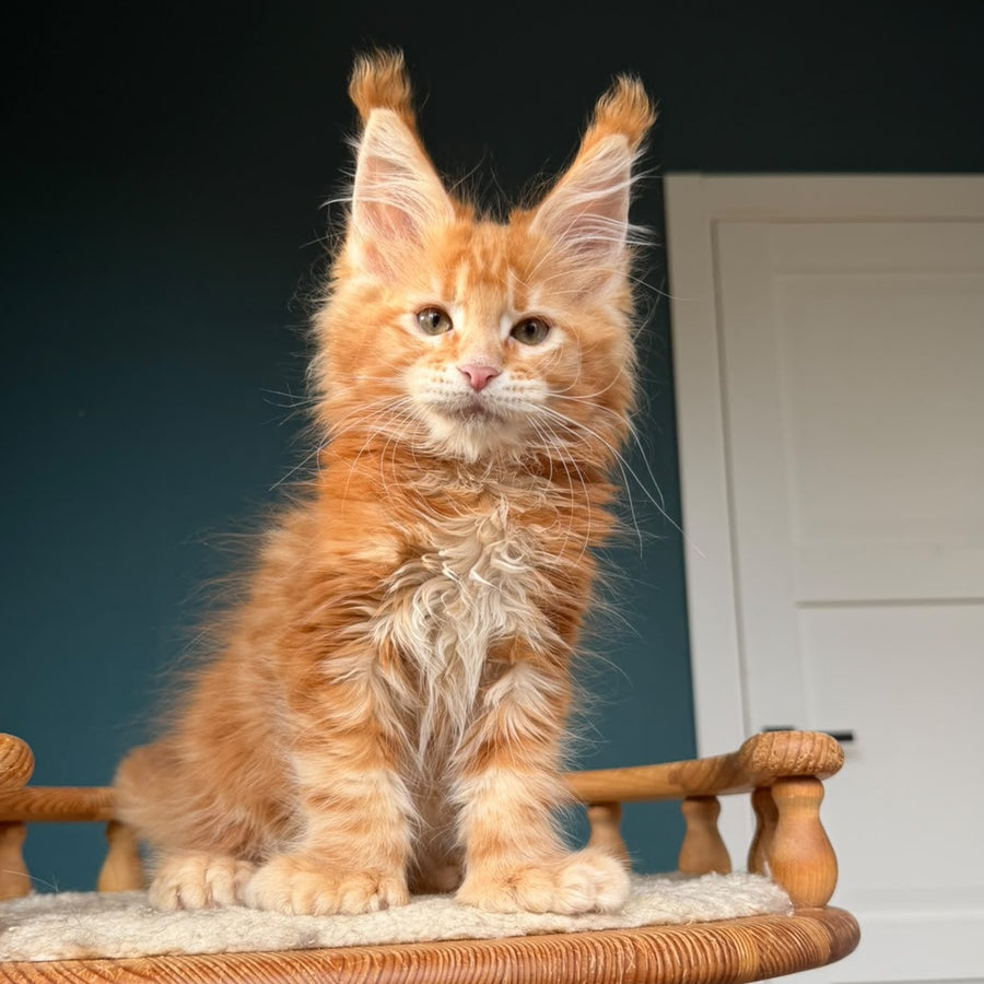 Xtreem Maine Coon polydactyl 6x6x6x6 male, red tabby