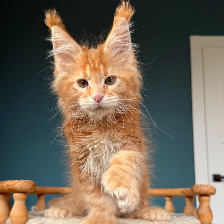 Xtreem Maine Coon polydactyl 6x6x6x6 male, red tabby