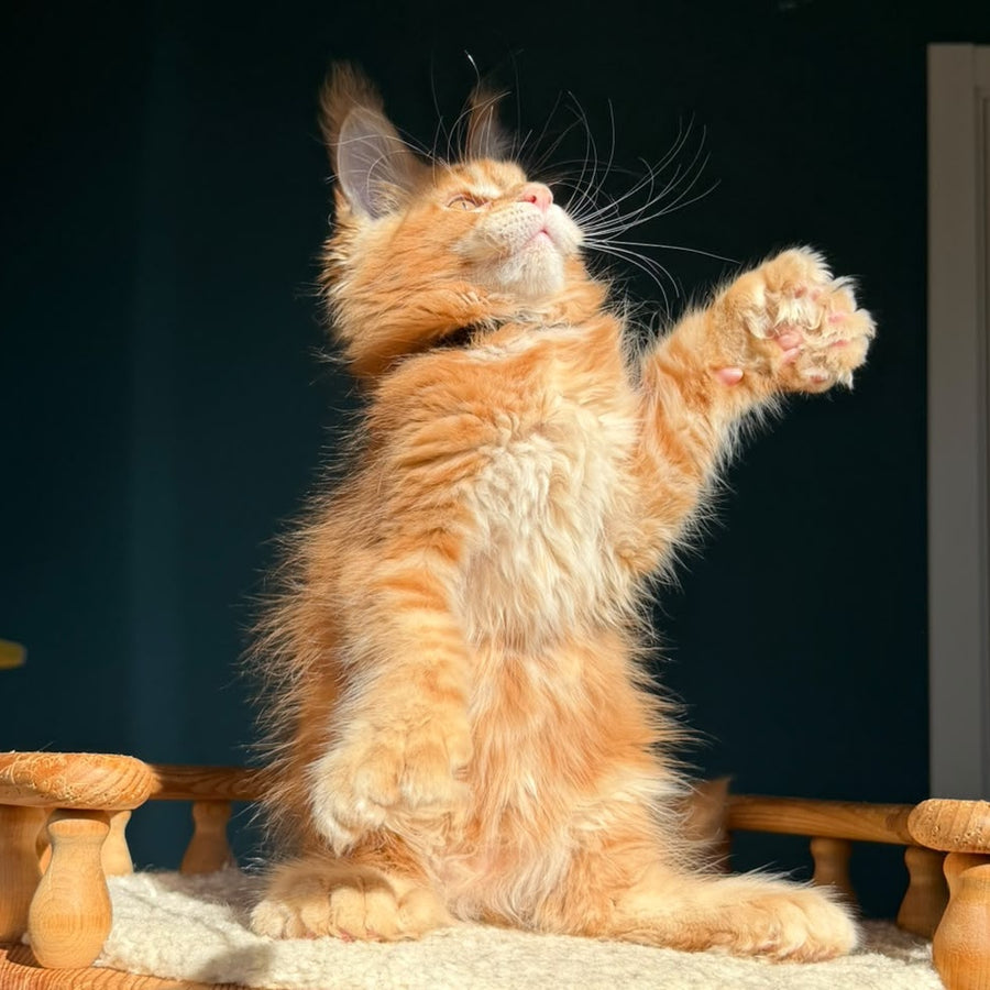 Big love Maine Coon polydactyl 6x6x6x6 male, red ticked tabby