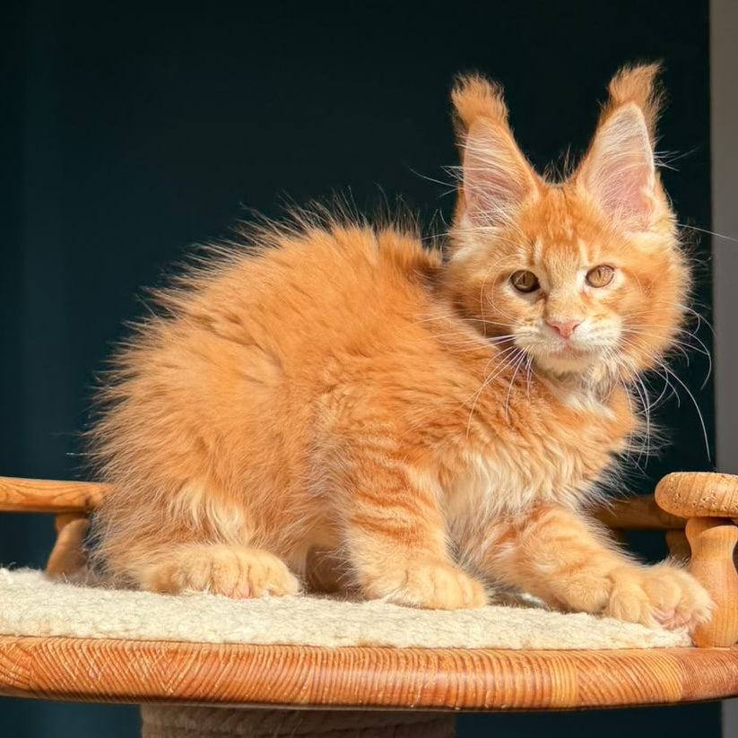 Big love Maine Coon polydactyl 6x6x6x6 male, red ticked tabby