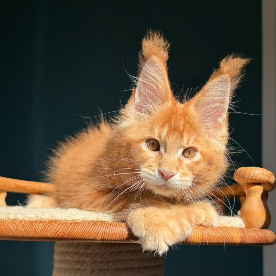 Big love Maine Coon polydactyl 6x6x6x6 male, red ticked tabby