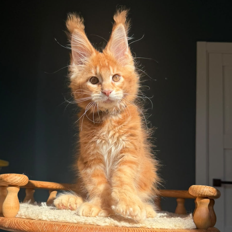 Big love Maine Coon polydactyl 6x6x6x6 male, red ticked tabby