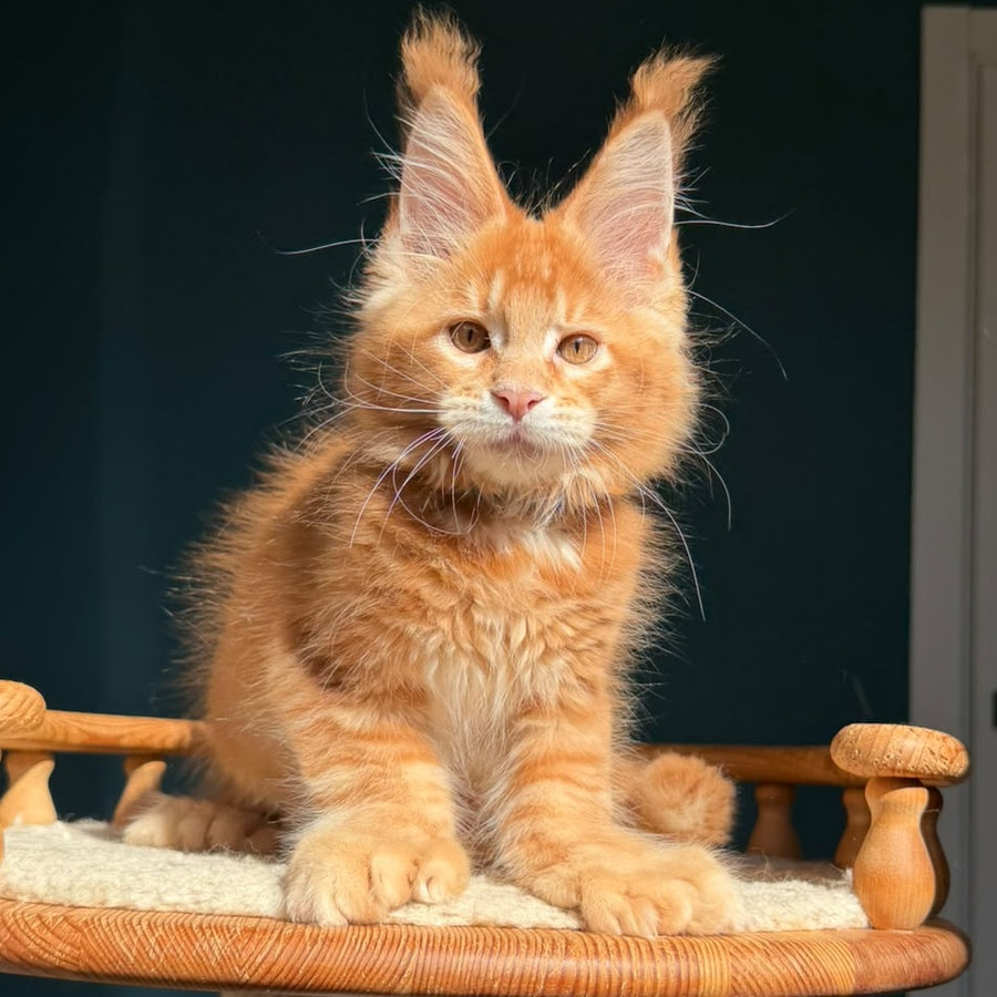 Big love Maine Coon polydactyl 6x6x6x6 male, red ticked tabby