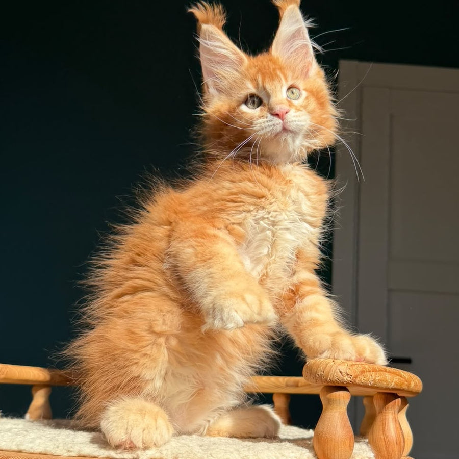 Ray Maine Coon polydactyl 6x6x6x6 male, red ticked tabby