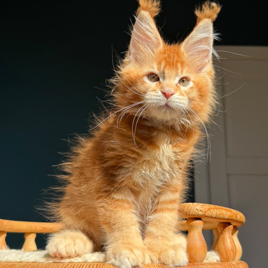Ray Maine Coon polydactyl 6x6x6x6 male, red ticked tabby