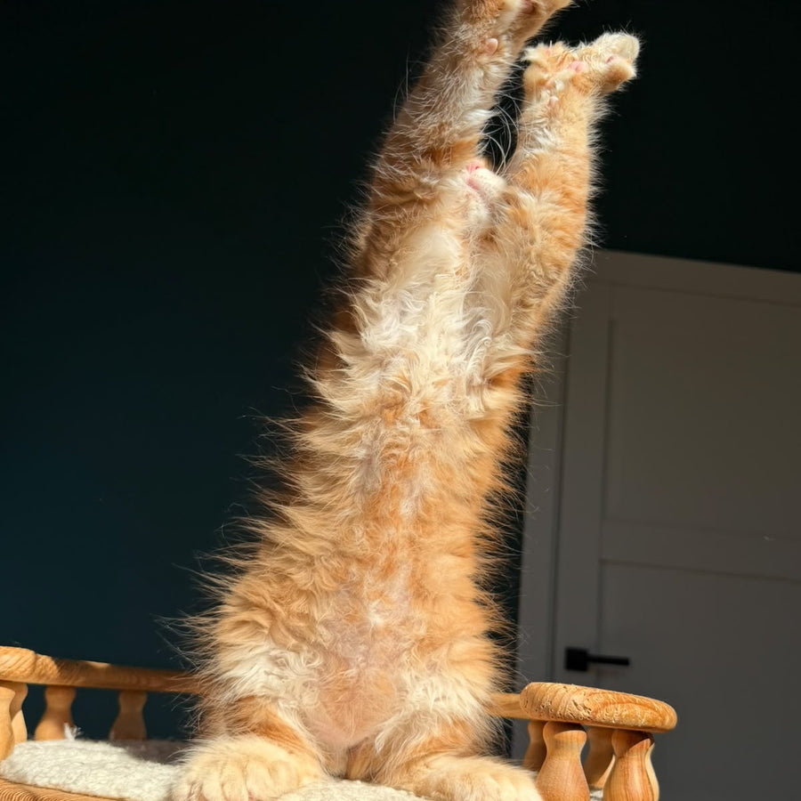 Ray Maine Coon polydactyl 6x6x6x6 male, red ticked tabby