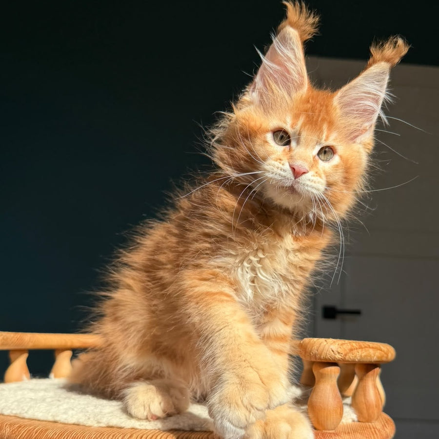 Ray Maine Coon polydactyl 6x6x6x6 male, red ticked tabby