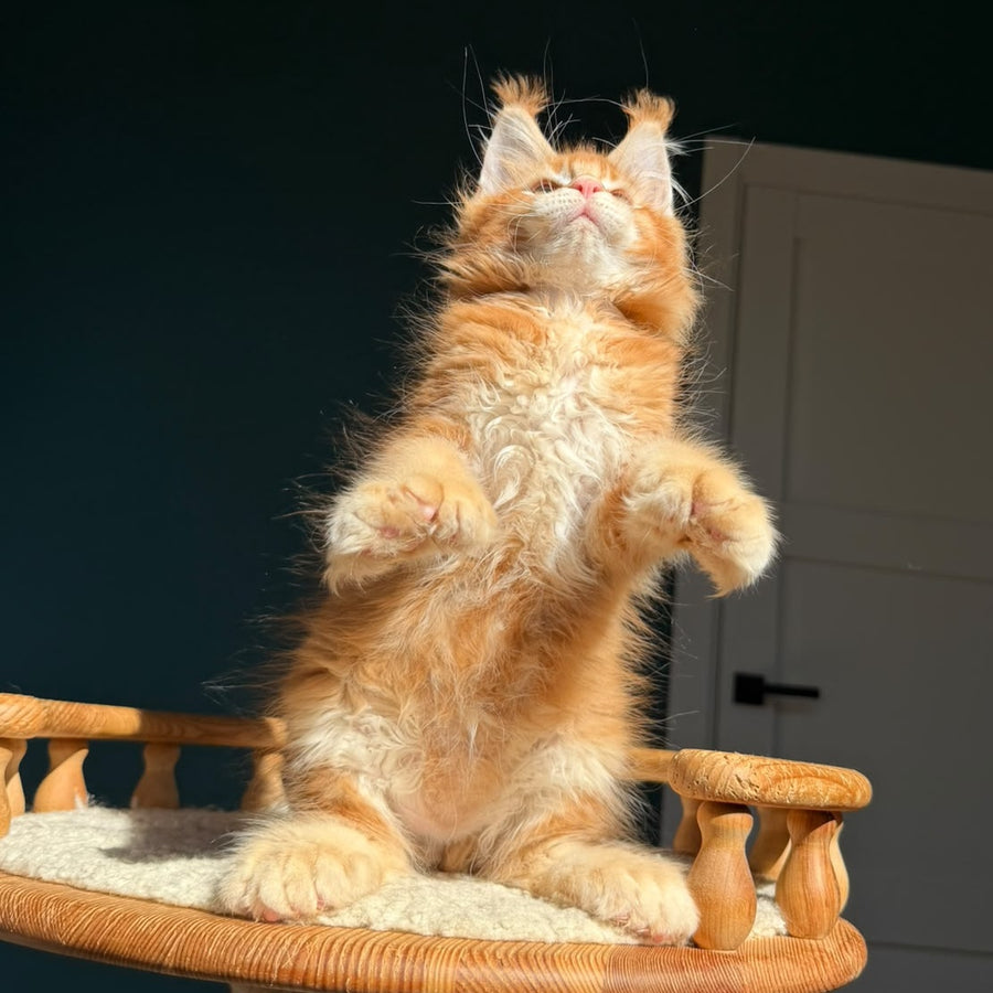 Ray Maine Coon polydactyl 6x6x6x6 male, red ticked tabby