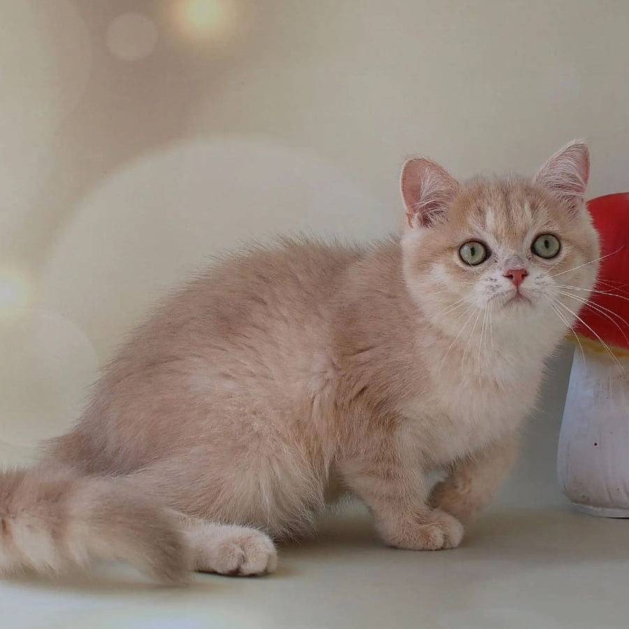 Layma British Shorthair female, lilac golden shaded