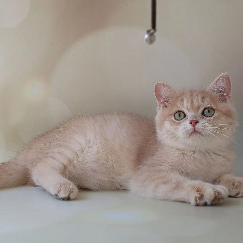 Layma British Shorthair female, lilac golden shaded