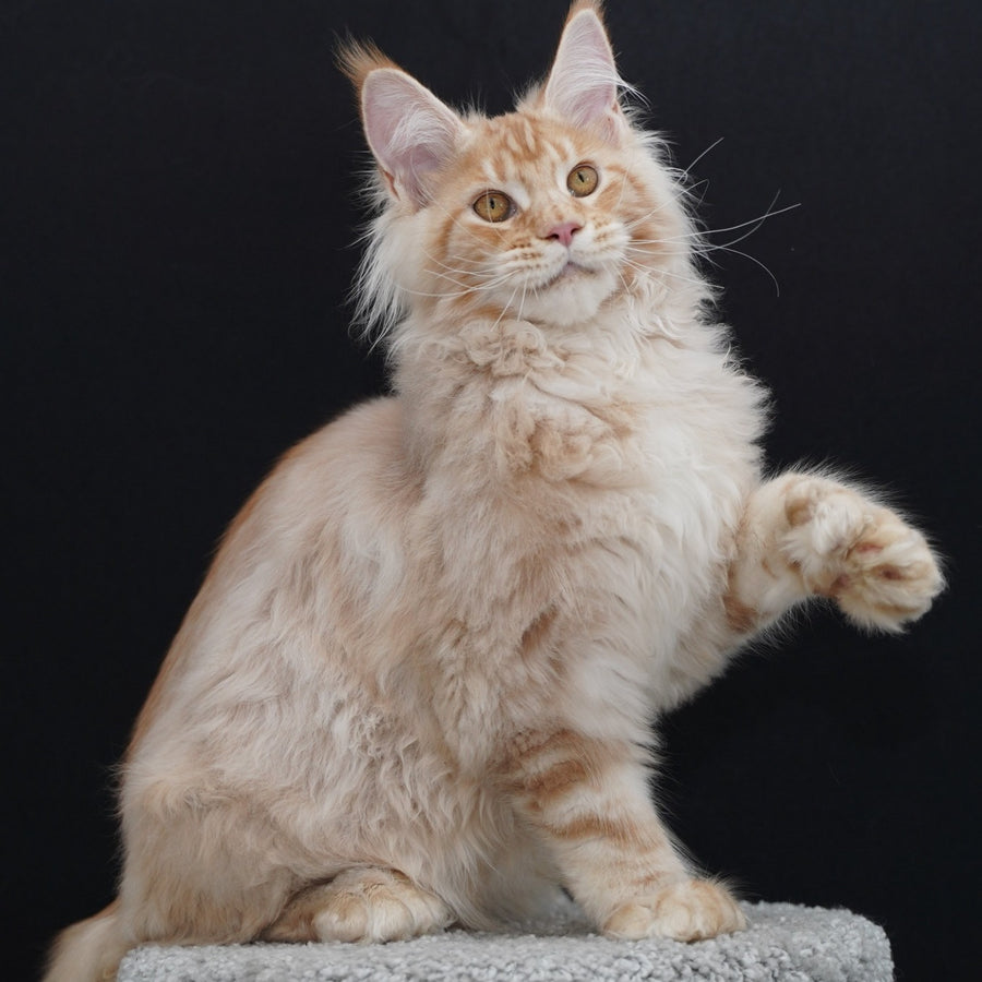 Quasar Maine Coon polydactyl 6x6x6x6 male, red silver tabby