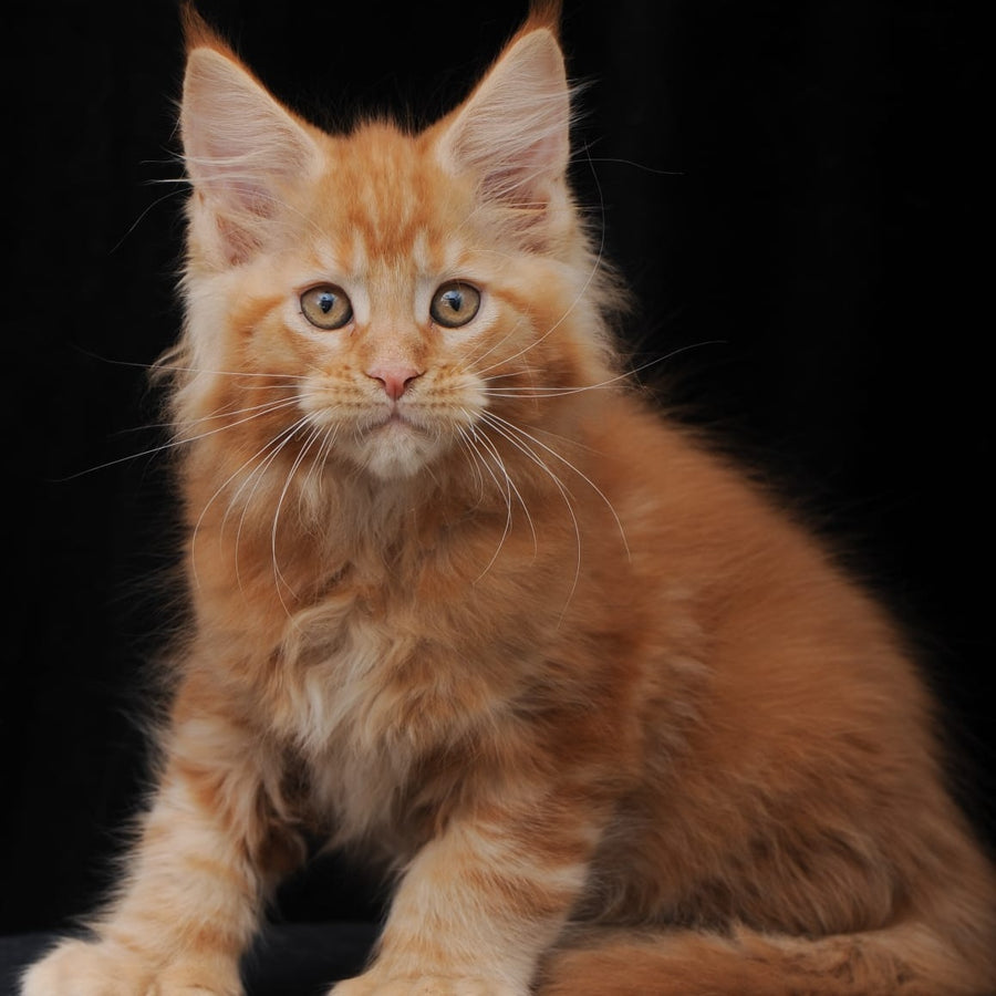Pontiac Deluxe Maine Coon polydactyl 6x6x6x6 male, red