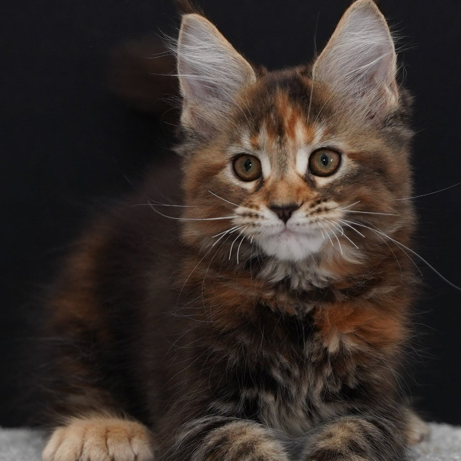 Uslada Maine Coon polydactyl 6x6x6x6 female, black tortie tabby