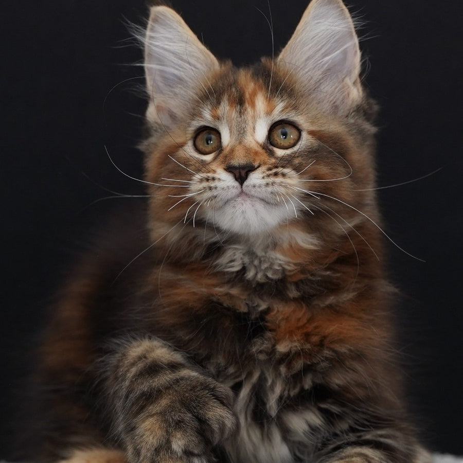 Uslada Maine Coon polydactyl 6x6x6x6 female, black tortie tabby