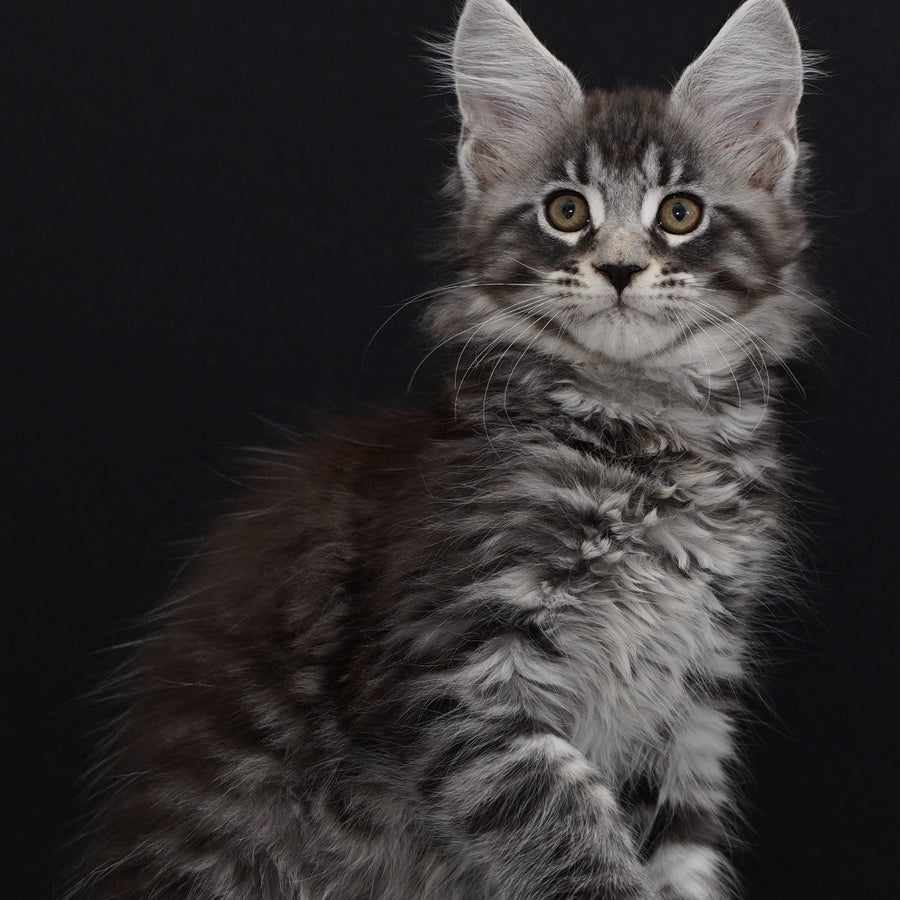 Urman Maine Coon polydactyl 6x6x6x6 male, black silver tabby