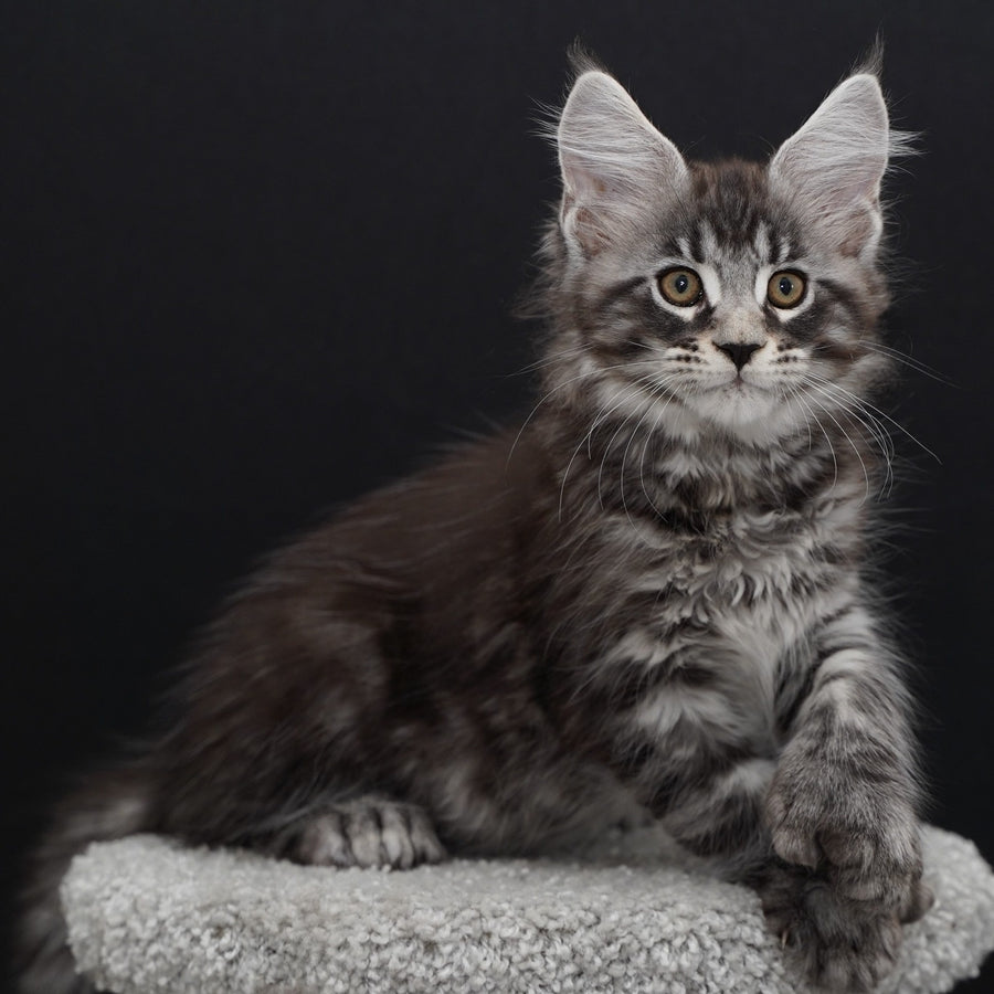 Urman Maine Coon polydactyl 6x6x6x6 male, black silver tabby