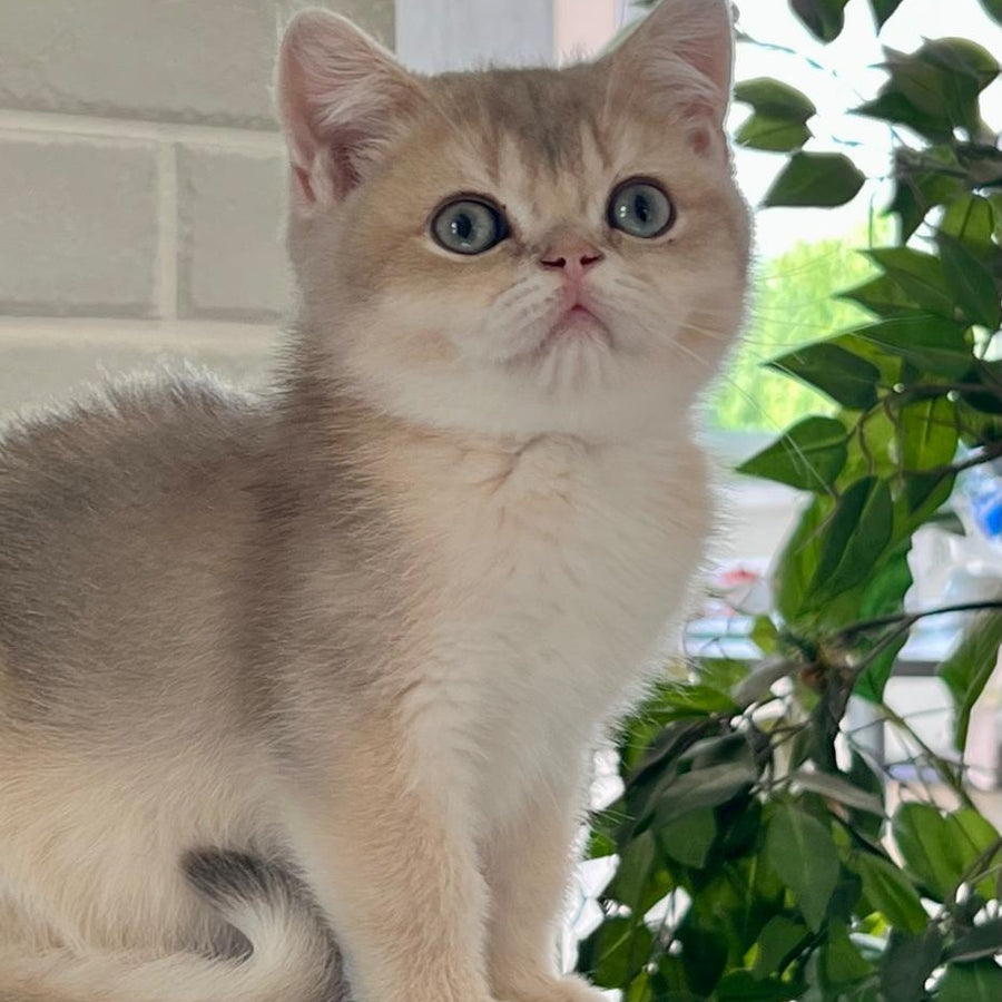 Vitas British Shorthair male, blue golden shaded