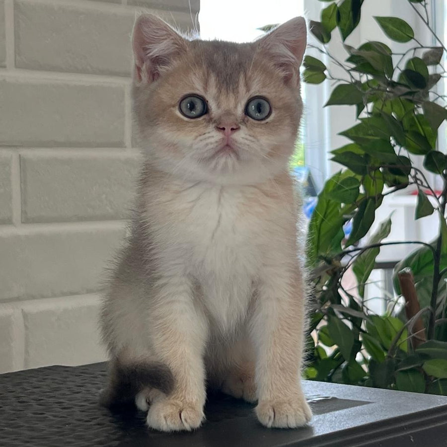 Vitas British Shorthair male, blue golden shaded