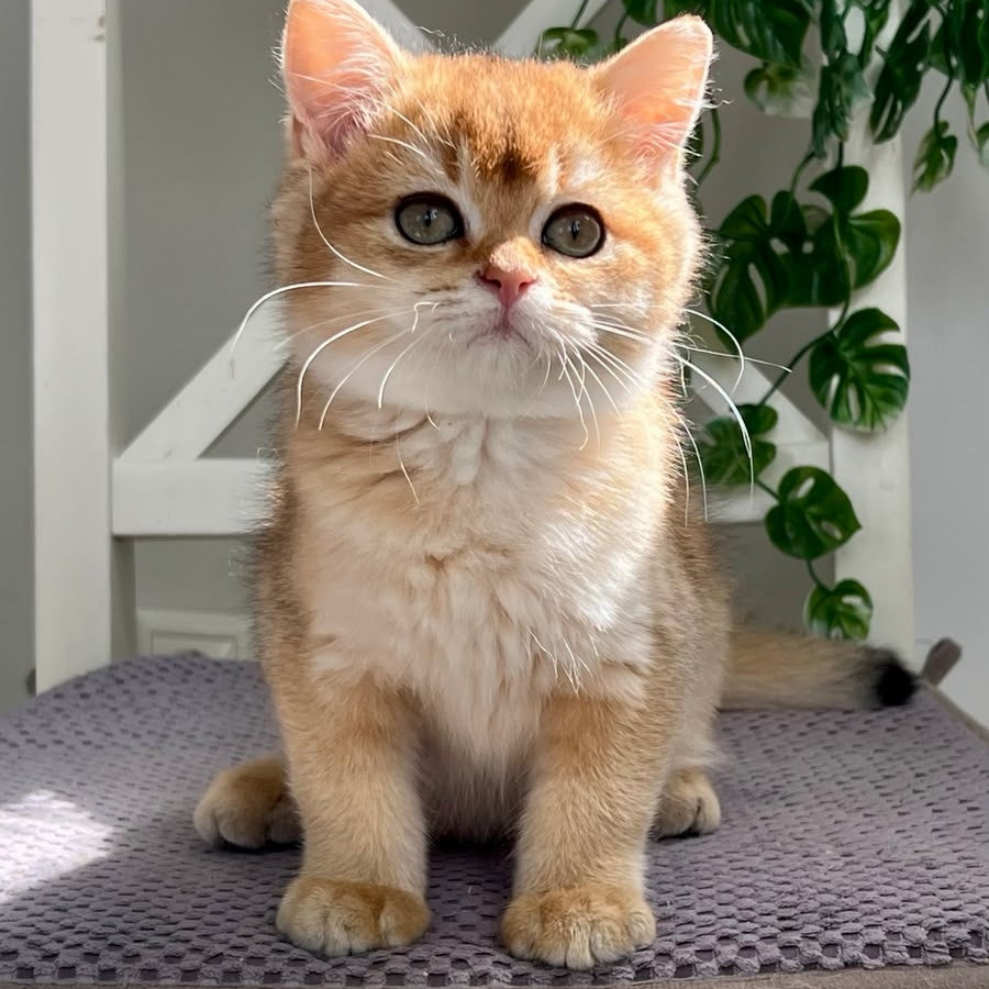 Vincent British Shorthair male, black golden shaded