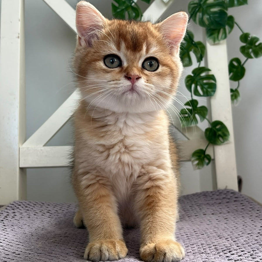 Vincent British Shorthair male, black golden shaded