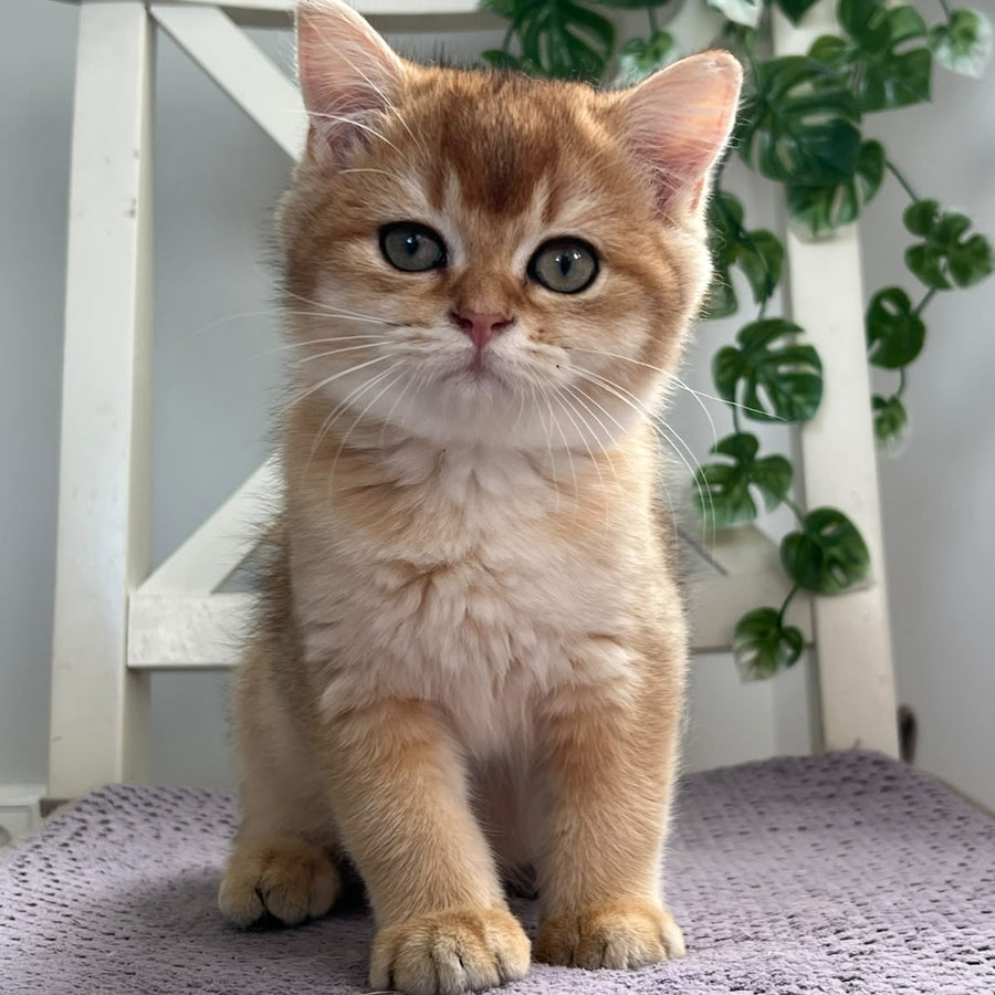 Vincent British Shorthair male, black golden shaded