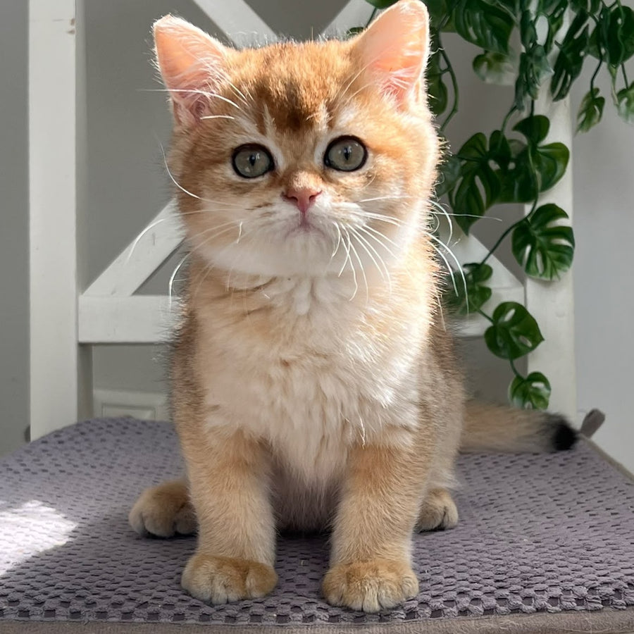 Vincent British Shorthair male, black golden shaded