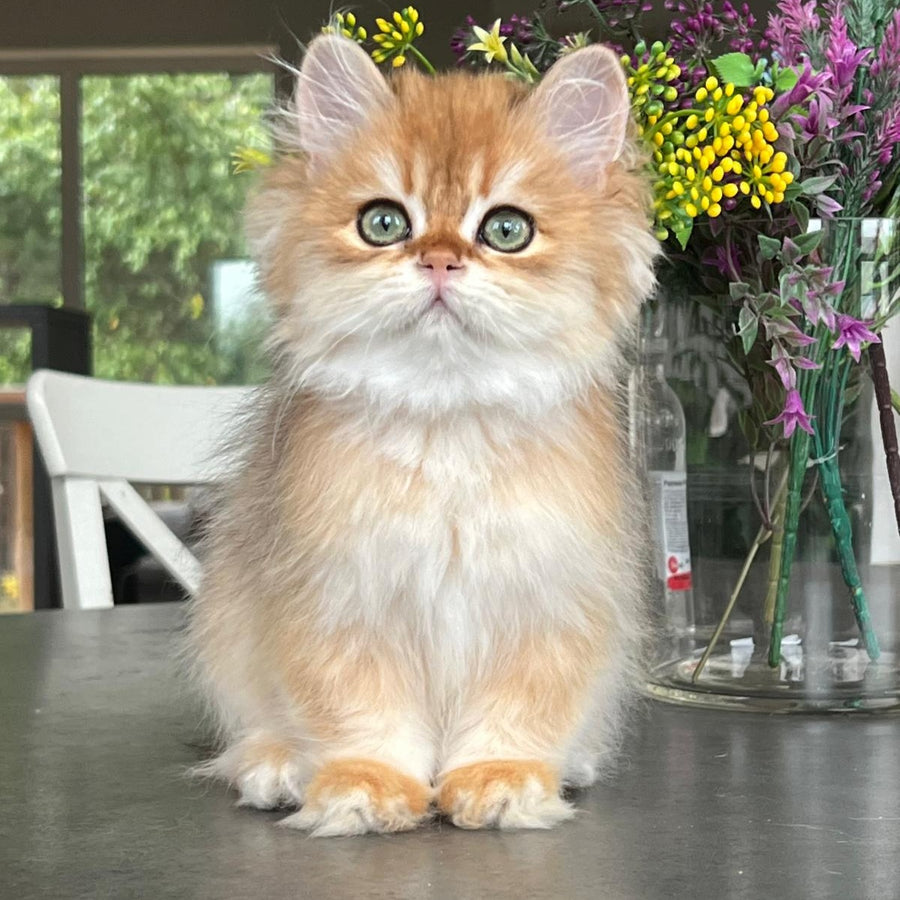William British Longhair male, black golden chinchilla