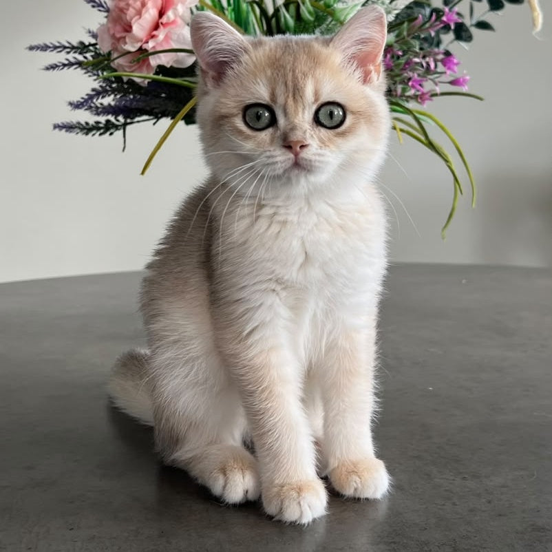 Vesta British Shorthair female, blue golden chinchilla