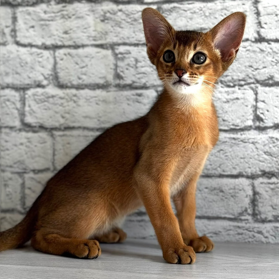 Jambo Abyssinian male, ruddy