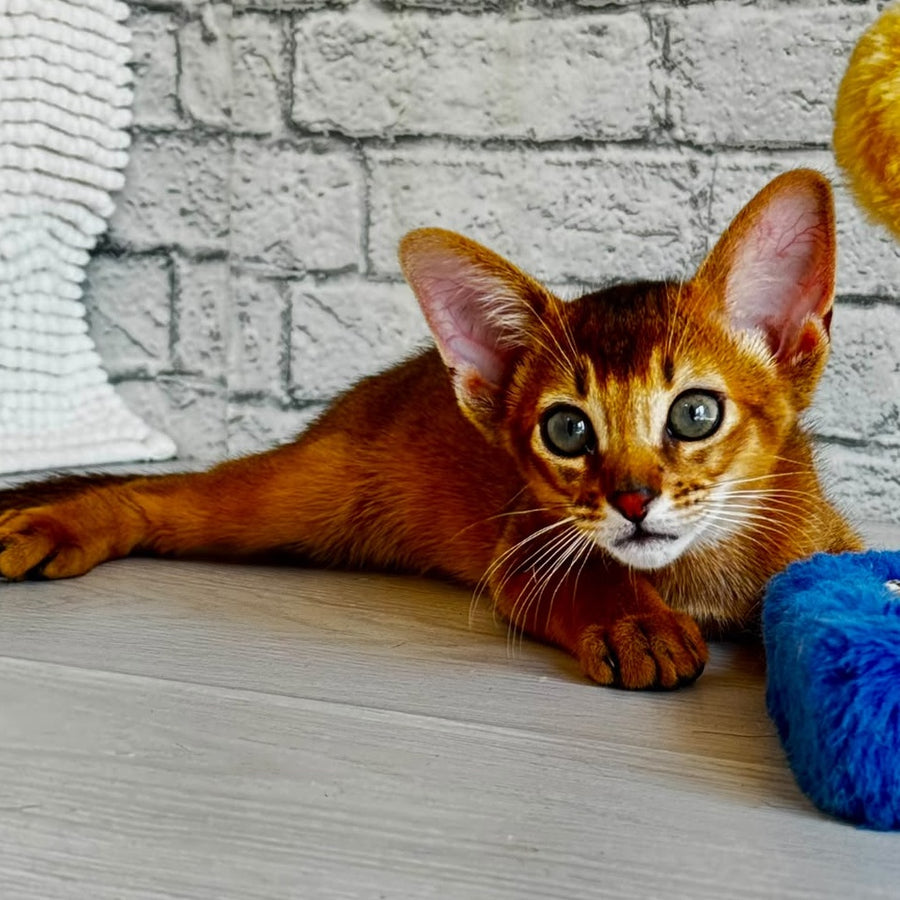 Jambo Abyssinian male, ruddy