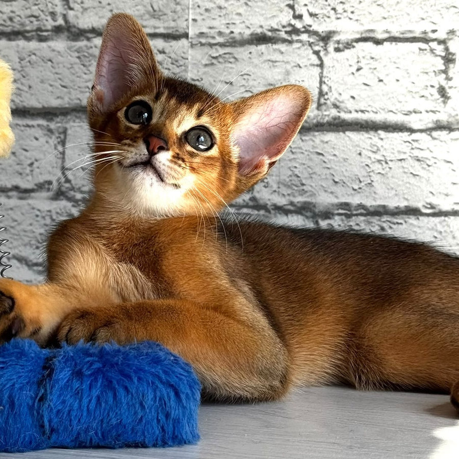Jambo Abyssinian male, ruddy