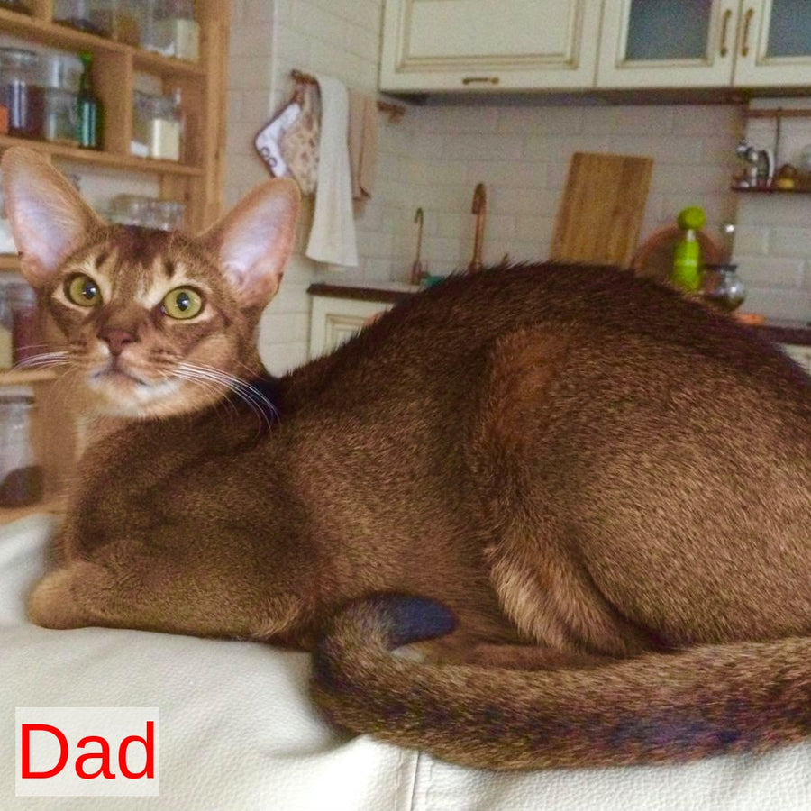 Jambo Abyssinian male, ruddy