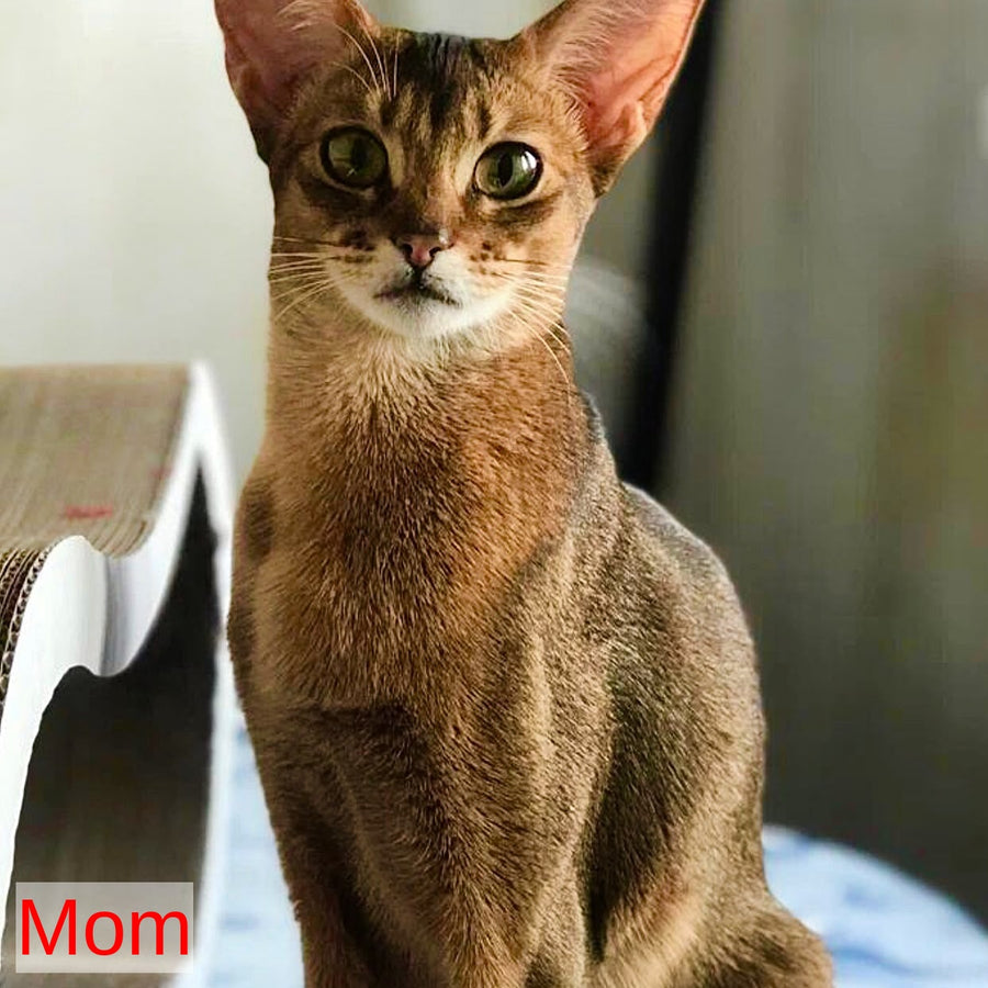 Jambo Abyssinian male, ruddy