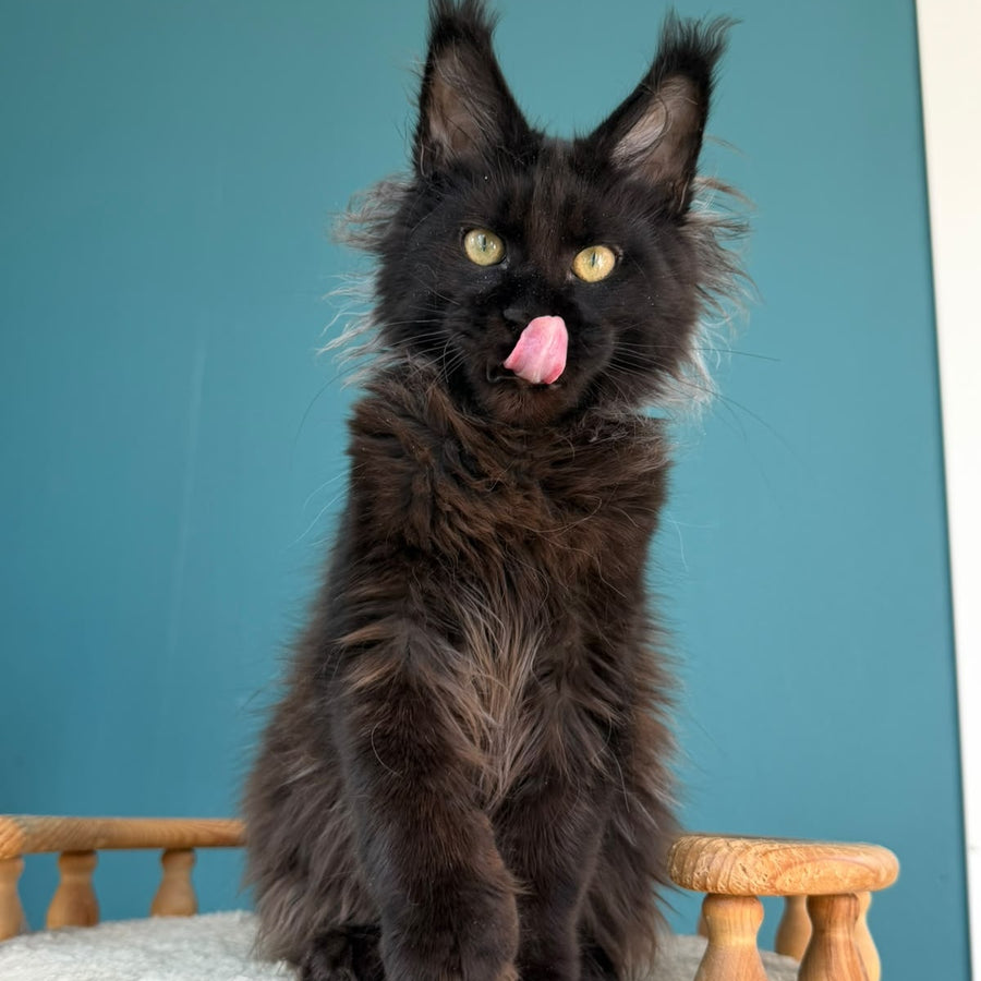 Tonya Maine Coon female, black