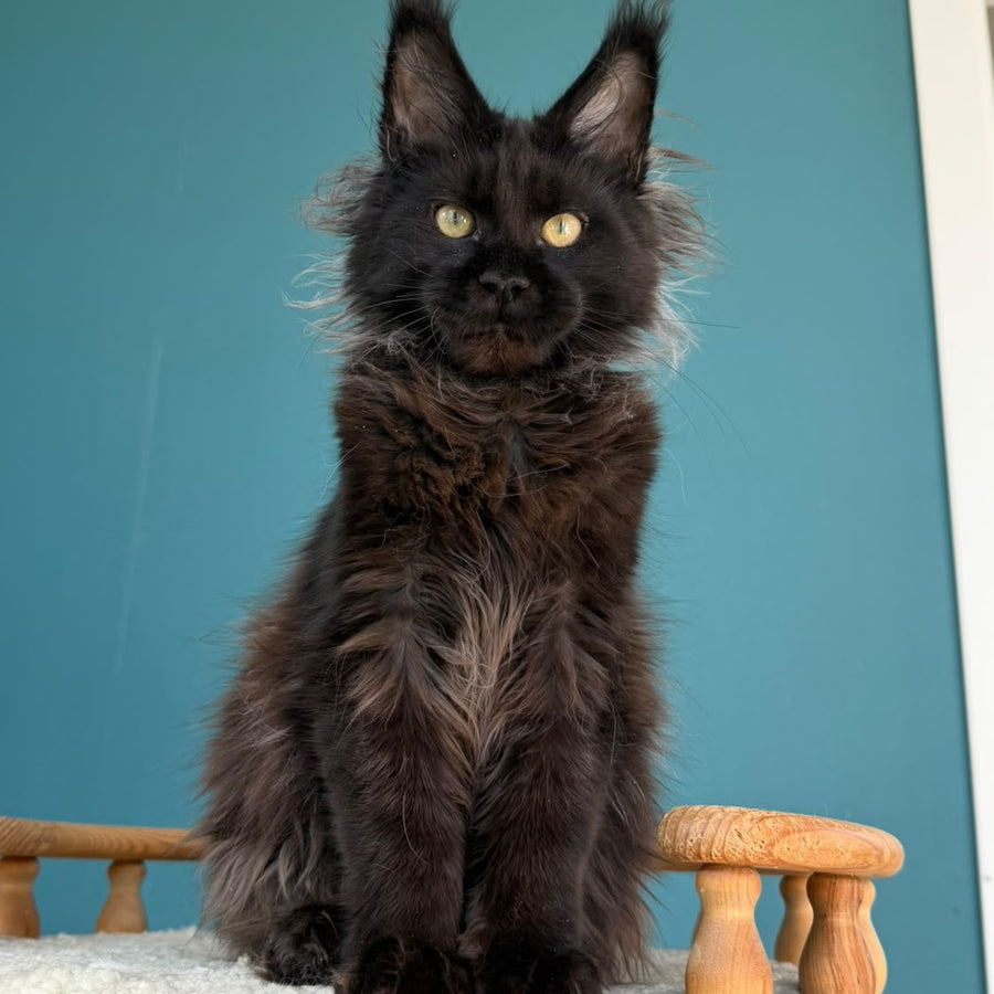 Tonya Maine Coon female, black