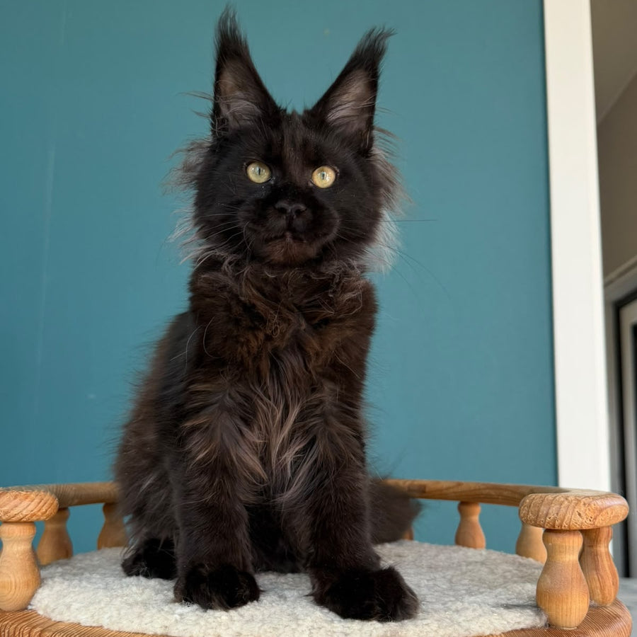 Tonya Maine Coon female, black