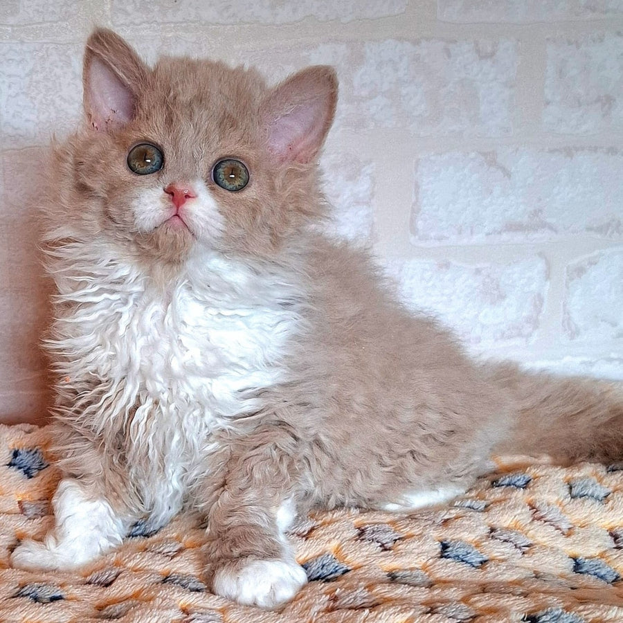 Queen Selkirk Rex female, fawn bicolour