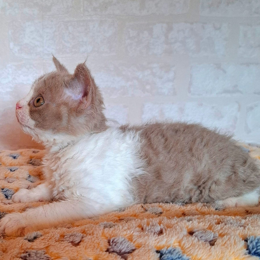 Quinto Selkirk Rex male, lilac bicolour