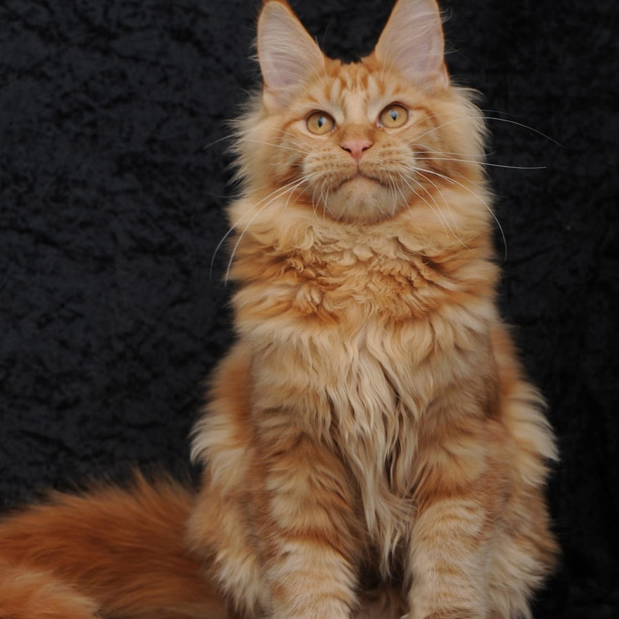 Konor Maine Coon male, red