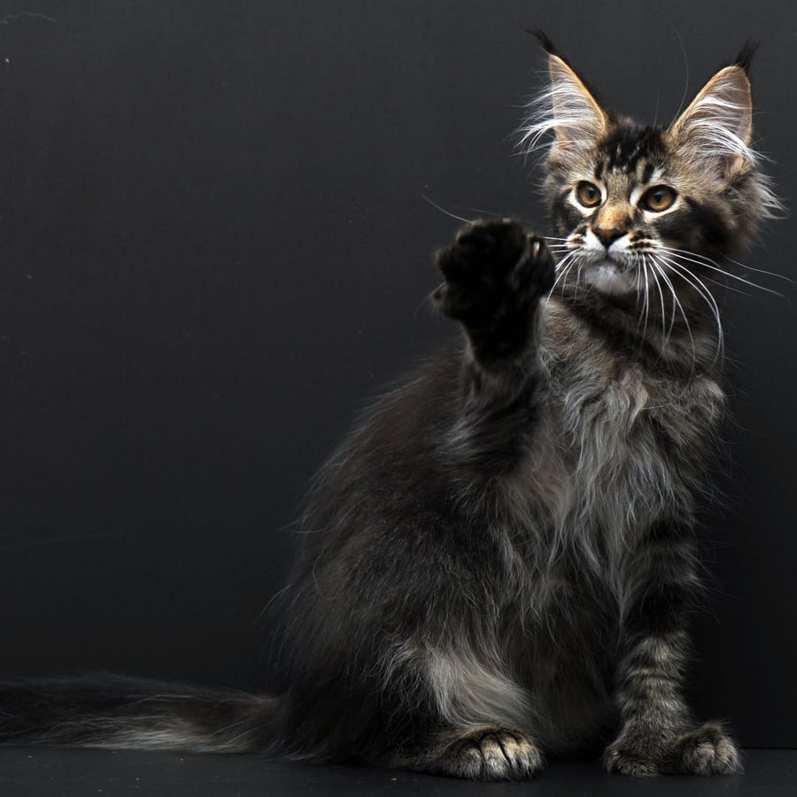 Joanna Maine Coon polydactyl 6x6x6x6 female, black ticked tabby