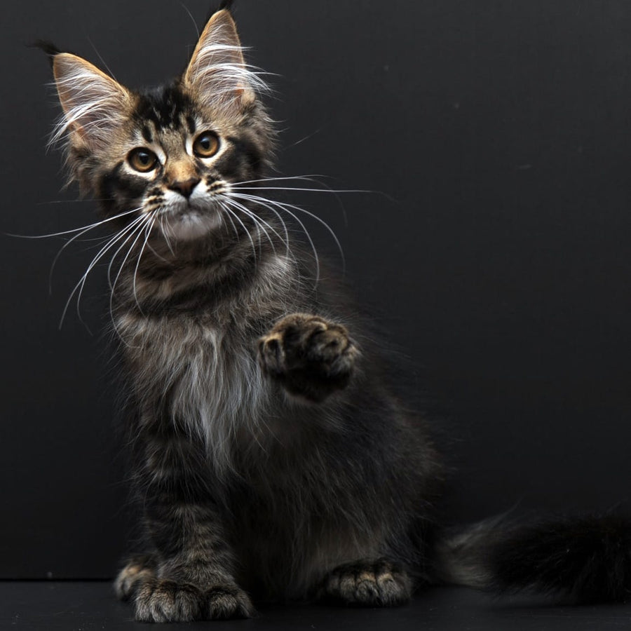 Joanna Maine Coon polydactyl 6x6x6x6 female, black ticked tabby