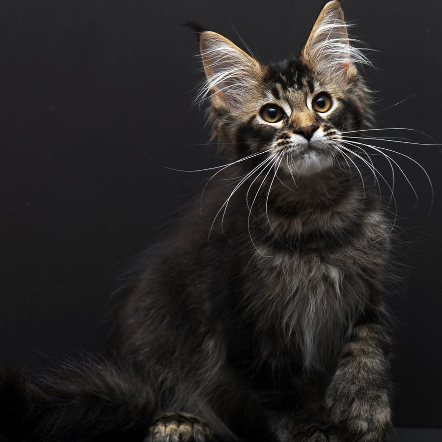 Joanna Maine Coon polydactyl 6x6x6x6 female, black ticked tabby