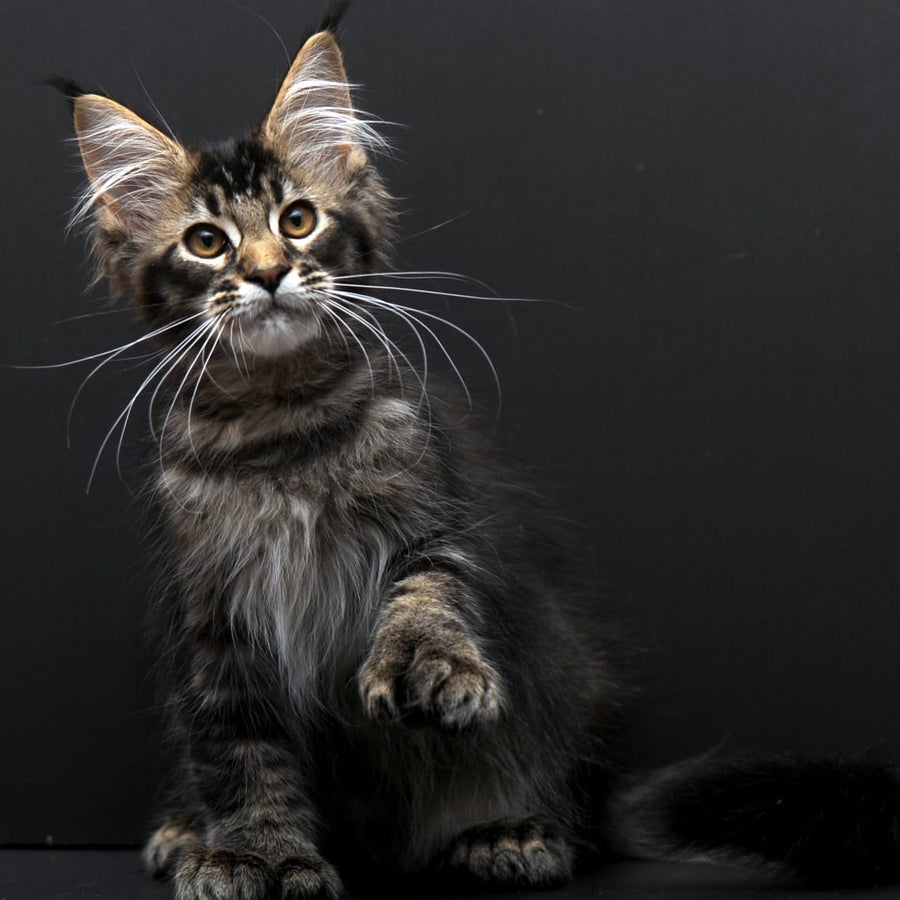 Joanna Maine Coon polydactyl 6x6x6x6 female, black ticked tabby