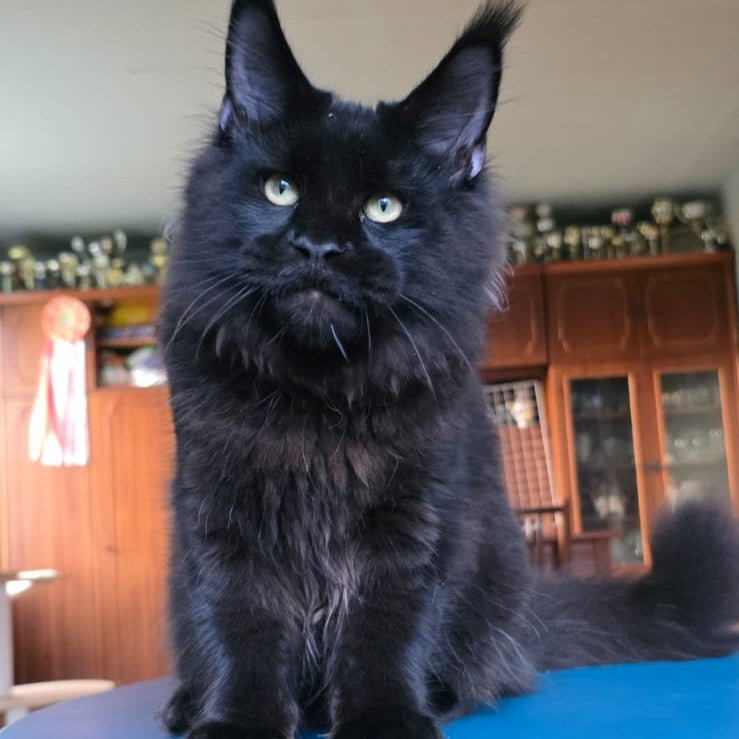 Yuppi Maine Coon male, black