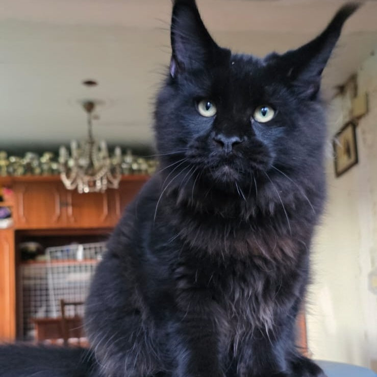 Yuppi Maine Coon male, black