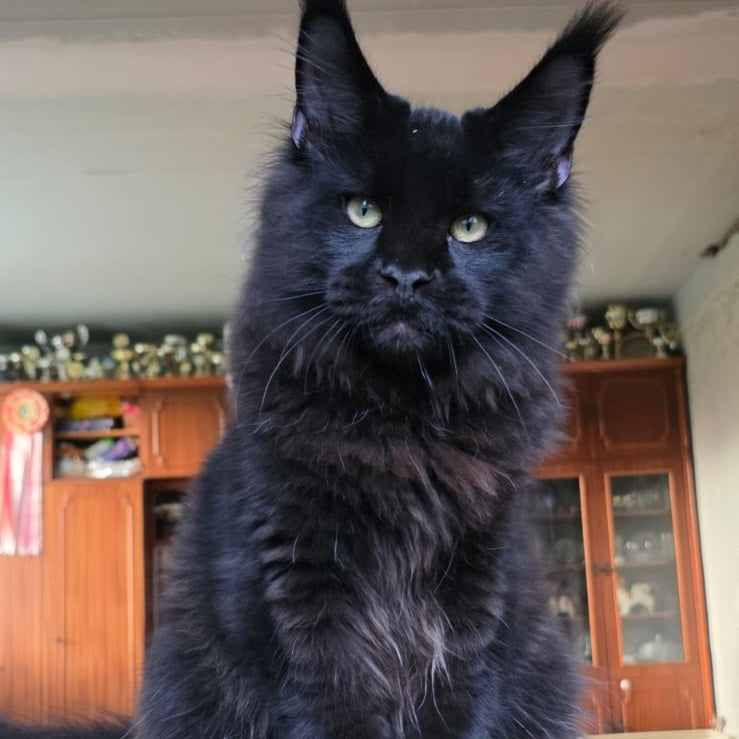 Yuppi Maine Coon male, black