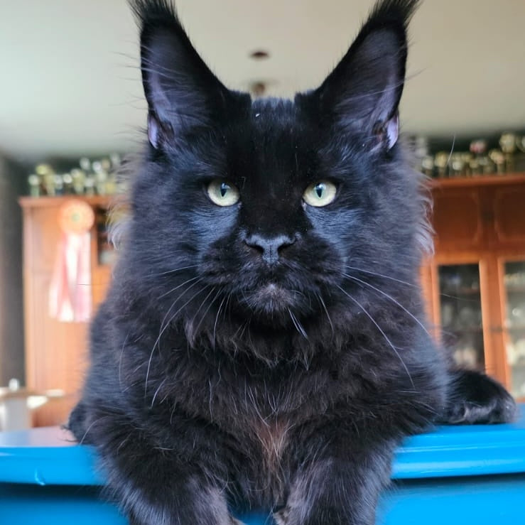 Yuppi Maine Coon male, black