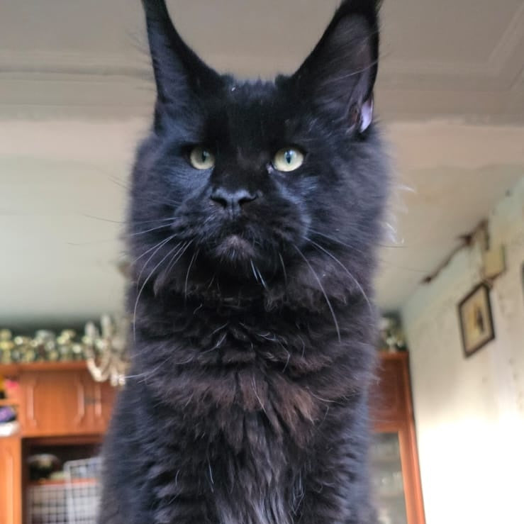 Yuppi Maine Coon male, black