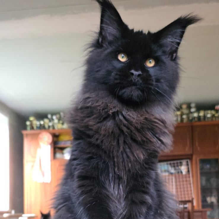 Eddi Maine Coon male, black