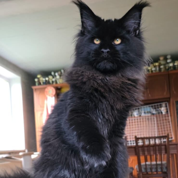 Eddi Maine Coon male, black
